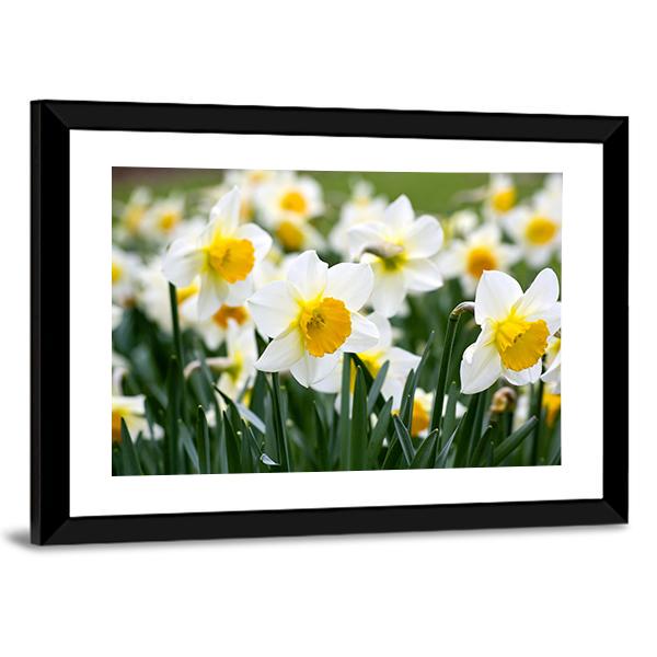 Narcissus Flowers Canvas Wall Art-3 Horizontal-Gallery Wrap-25" x 16"-Tiaracle