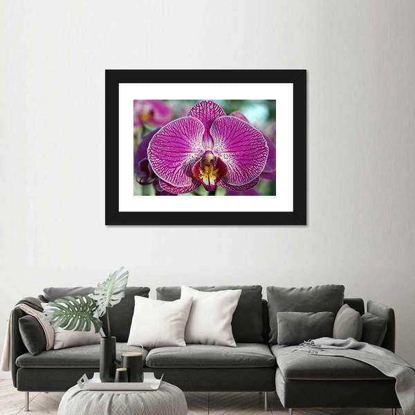 Orchid Flower Canvas Wall Art-3 Horizontal-Gallery Wrap-25" x 16"-Tiaracle