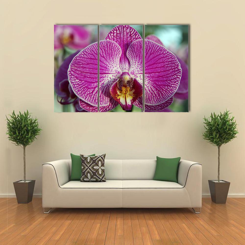 Orchid Flower Canvas Wall Art-3 Horizontal-Gallery Wrap-37" x 24"-Tiaracle