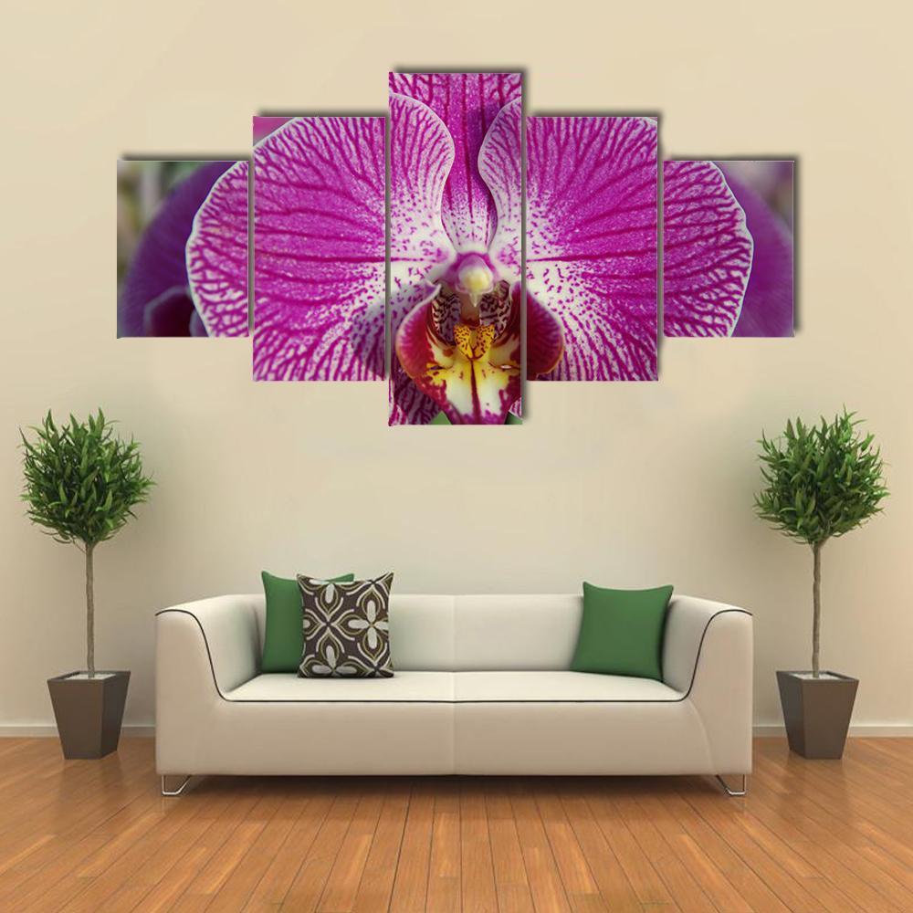 Orchid Flower Canvas Wall Art-5 Star-Gallery Wrap-62" x 32"-Tiaracle