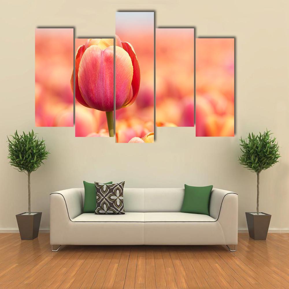 Pink Tulip Canvas Wall Art-5 Pop-Gallery Wrap-47" x 32"-Tiaracle