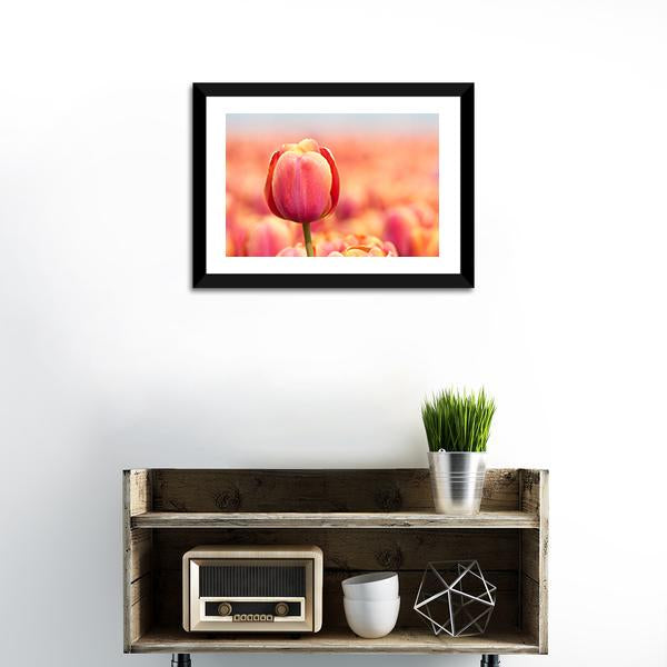 Pink Tulip Canvas Wall Art-3 Horizontal-Gallery Wrap-25" x 16"-Tiaracle