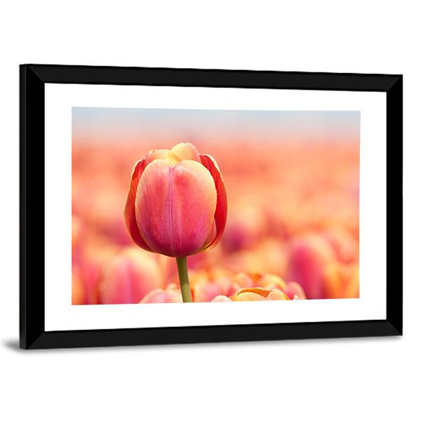 Pink Tulip Canvas Wall Art-3 Horizontal-Gallery Wrap-25" x 16"-Tiaracle