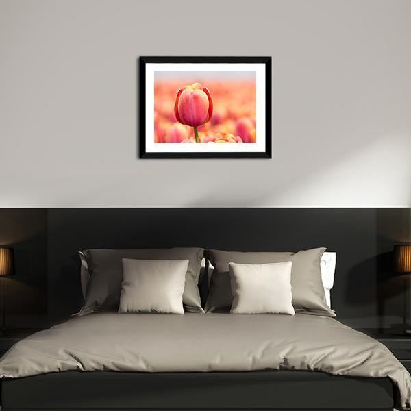 Pink Tulip Canvas Wall Art-3 Horizontal-Gallery Wrap-25" x 16"-Tiaracle