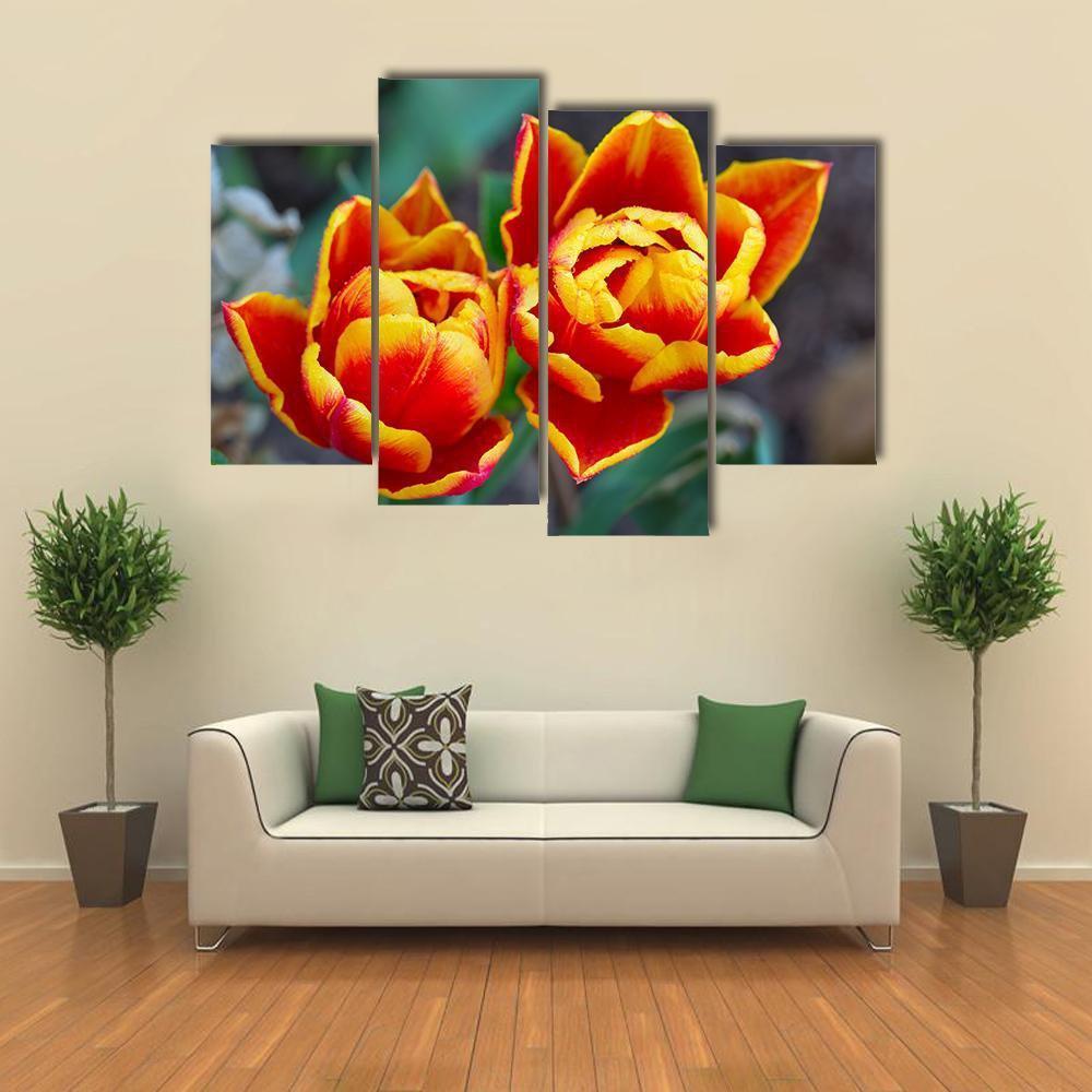 Red Tulips Close-Up Canvas Wall Art-4 Pop-Gallery Wrap-50" x 32"-Tiaracle