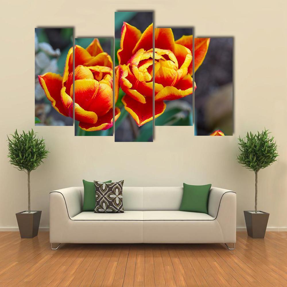 Red Tulips Close-Up Canvas Wall Art-5 Pop-Gallery Wrap-47" x 32"-Tiaracle