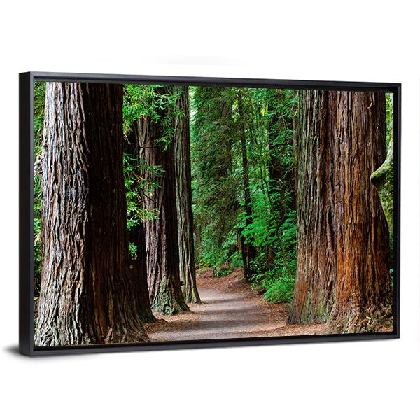 Redwoods Forest Rotorua Canvas Wall Art-5 Horizontal-Gallery Wrap-22" x 12"-Tiaracle