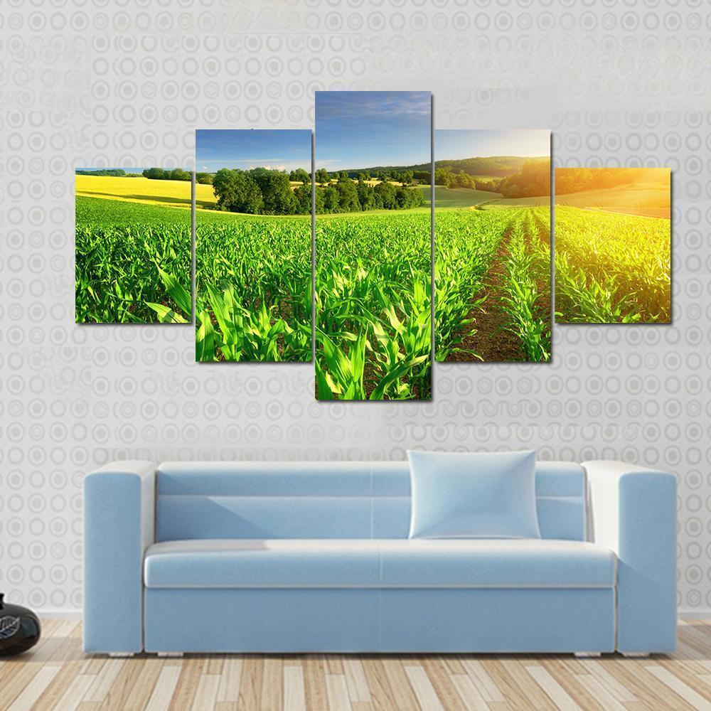 Rows Of Young Corn Plants On A Fertile Field Canvas Wall Art-5 Star-Gallery Wrap-62" x 32"-Tiaracle