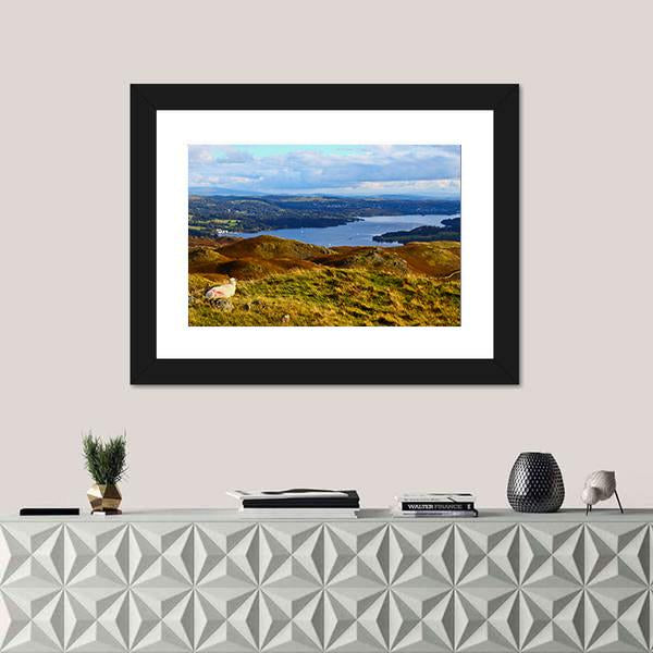 Sheep Overlooking Windermere Lake Canvas Wall Art-1 Piece-Framed Print-20" x 16"-Tiaracle