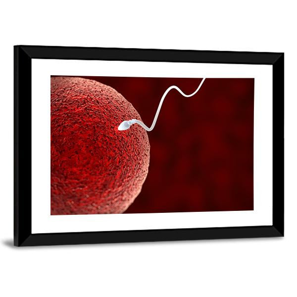 Spermatozoon Fertilizing Ovum Canvas Wall Art-3 Horizontal-Gallery Wrap-25" x 16"-Tiaracle