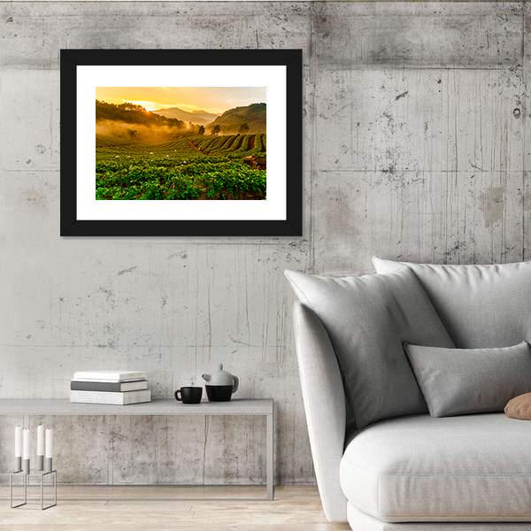 Strawberry Garden At Doi Ang Khang Canvas Wall Art-3 Horizontal-Gallery Wrap-25" x 16"-Tiaracle