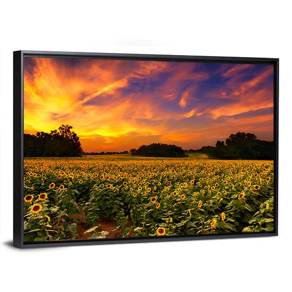 Sun Flower Field In Kansas With Sunset Canvas Wall Art-3 Horizontal-Gallery Wrap-25" x 16"-Tiaracle
