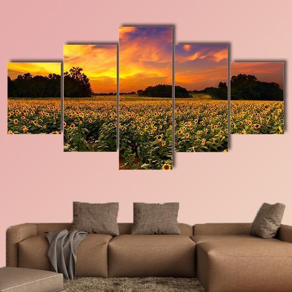Sun Flower Field In Kansas With Sunset Canvas Wall Art-5 Star-Gallery Wrap-62" x 32"-Tiaracle