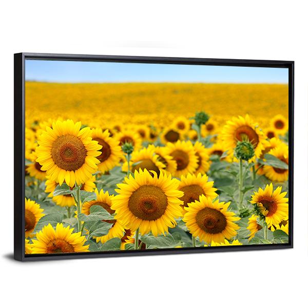 Sunflower Field Canvas Wall Art-3 Horizontal-Gallery Wrap-25" x 16"-Tiaracle