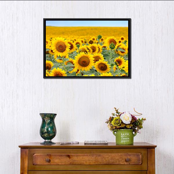Sunflower Field Canvas Wall Art-3 Horizontal-Gallery Wrap-25" x 16"-Tiaracle