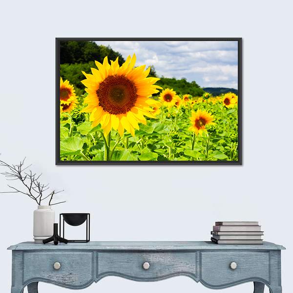 Sunflower Field In Sunny Weather Canvas Wall Art-1 Piece-Floating Frame-24" x 16"-Tiaracle