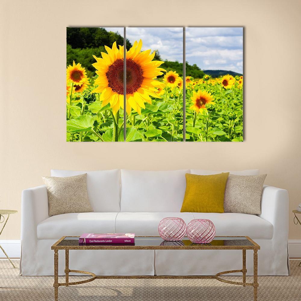 Sunflower Field In Sunny Weather Canvas Wall Art-3 Horizontal-Gallery Wrap-37" x 24"-Tiaracle