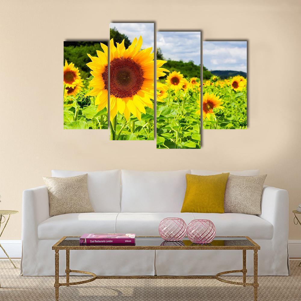 Sunflower Field In Sunny Weather Canvas Wall Art-4 Pop-Gallery Wrap-50" x 32"-Tiaracle