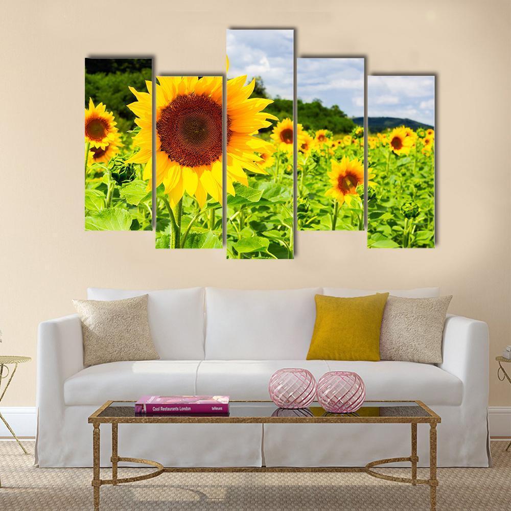 Sunflower Field In Sunny Weather Canvas Wall Art-5 Pop-Gallery Wrap-47" x 32"-Tiaracle