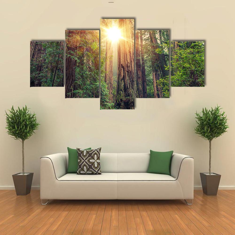 Sunny Redwood Forest In California Canvas Wall Art-5 Star-Gallery Wrap-62" x 32"-Tiaracle