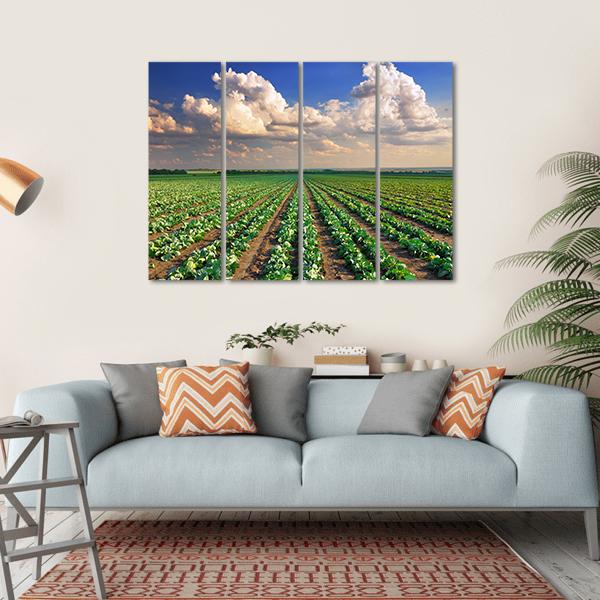 Sunrise Over The Cabbage Field Canvas Wall Art-4 Horizontal-Gallery Wrap-34" x 24"-Tiaracle