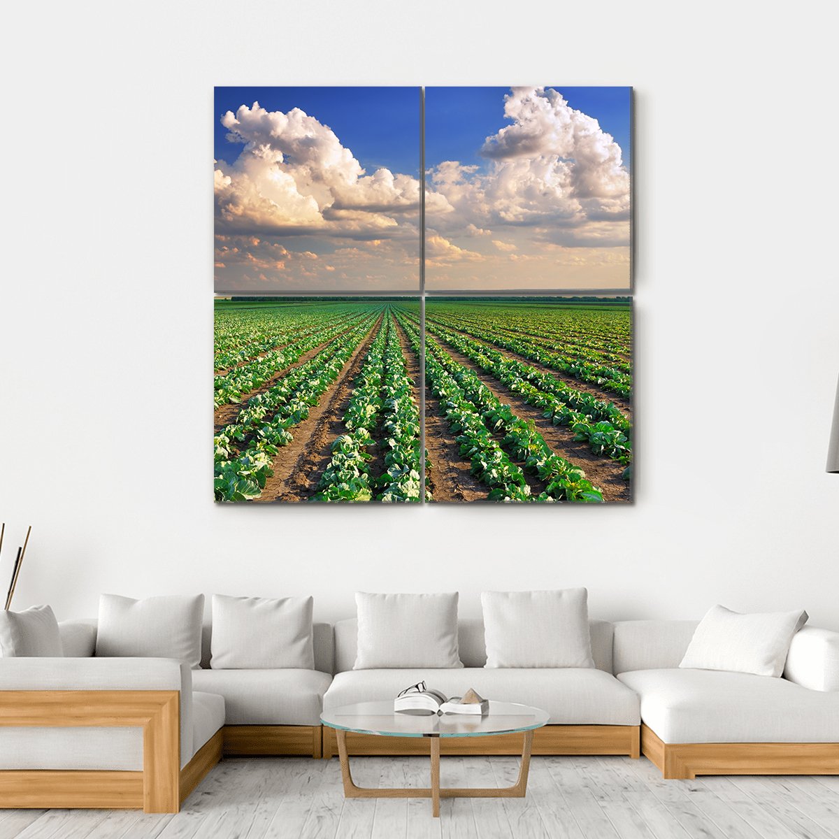 Sunrise Over The Cabbage Field Canvas Wall Art-4 Square-Gallery Wrap-17" x 17"-Tiaracle