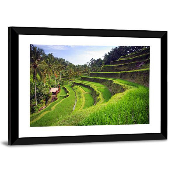 Terrace Rice Fields In Indonesia Canvas Wall Art-3 Horizontal-Gallery Wrap-25" x 16"-Tiaracle