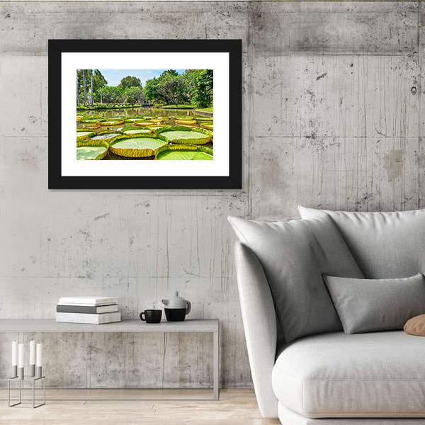 Victoria Amazonica Giant Water Lilies Canvas Wall Art-3 Horizontal-Gallery Wrap-25" x 16"-Tiaracle