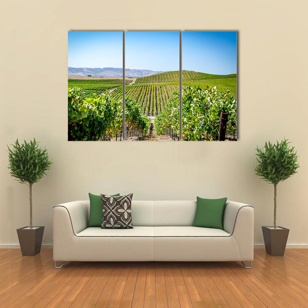 Vineyard in Napa Valley California Canvas Wall Art-3 Horizontal-Gallery Wrap-25" x 16"-Tiaracle