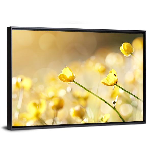 Yellow Flowers Of A Buttercup On A Meadow Lit With The Sun Canvas Wall Art-3 Horizontal-Gallery Wrap-25" x 16"-Tiaracle
