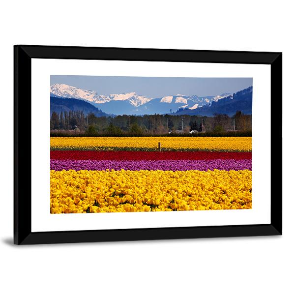 Yellow Red Purple Tulips Flowers Daffodils Canvas Wall Art-3 Horizontal-Gallery Wrap-25" x 16"-Tiaracle