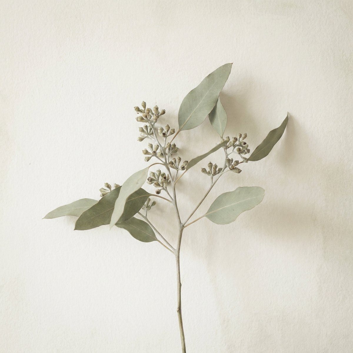 Botanical branch artwork, the square shape