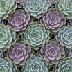 Succulent Wall Art