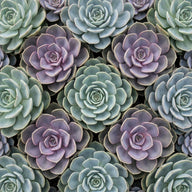 Green succulent rosettes from above