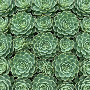 Succulent Wall Art