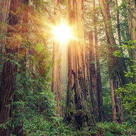 Sunlight Through California Redwood Forest
