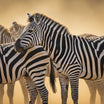 Zebra Wall Art