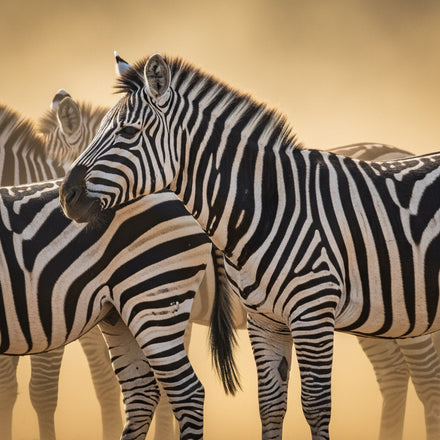 Zebra Wall Art