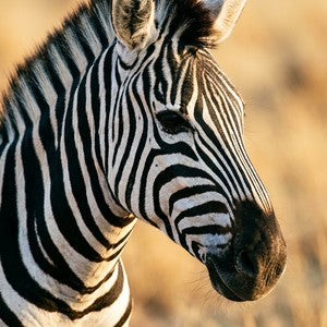 Zebra Wall Art