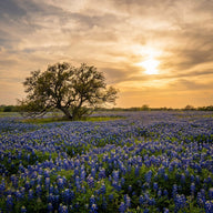 Texas Wall Art canvas print, bluebonnet fields under a live oak with a wide open sky and warm evening light