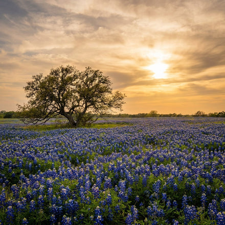Texas Wall Art