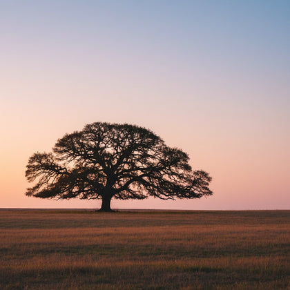 Tree Wall Art canvas print, one solitary broad-crowned tree standing alone in an open field