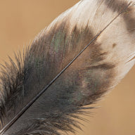 Feather Wall Art canvas print, a single feather rendered in exquisite detail