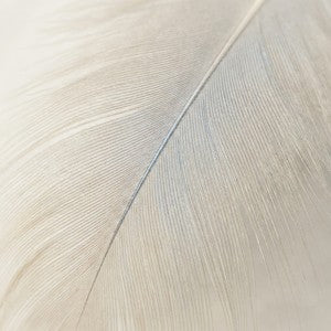 Feather Wall Art