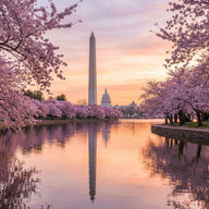 Washington DC Wall Art canvas print, the marble obelisk and the domed capitol across the tidal basin ringed with cherry