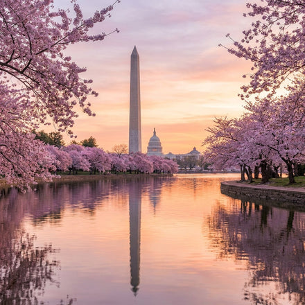 Washington DC Wall Art