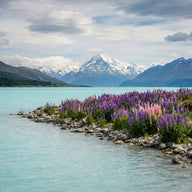 Lake Pukaki Wall Art canvas print, Lake Pukaki in New Zealand, milky turquoise glacial water with purple and pink lupins
