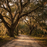 South Carolina Wall Art canvas print, a live oak avenue draped with Spanish moss over a sandy lane in soft golden light