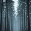 Snowfall Wall Art