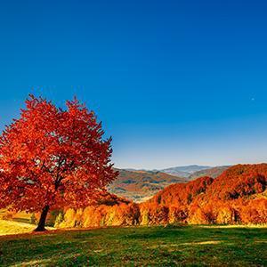 Autumn Season Wall Art